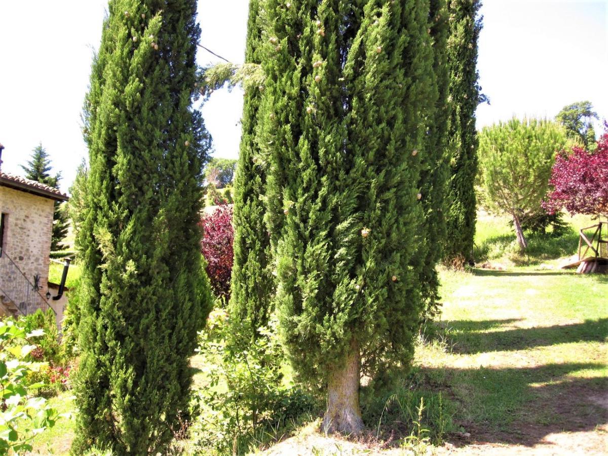 La Pietra Rara B&B Montone  Εξωτερικό φωτογραφία