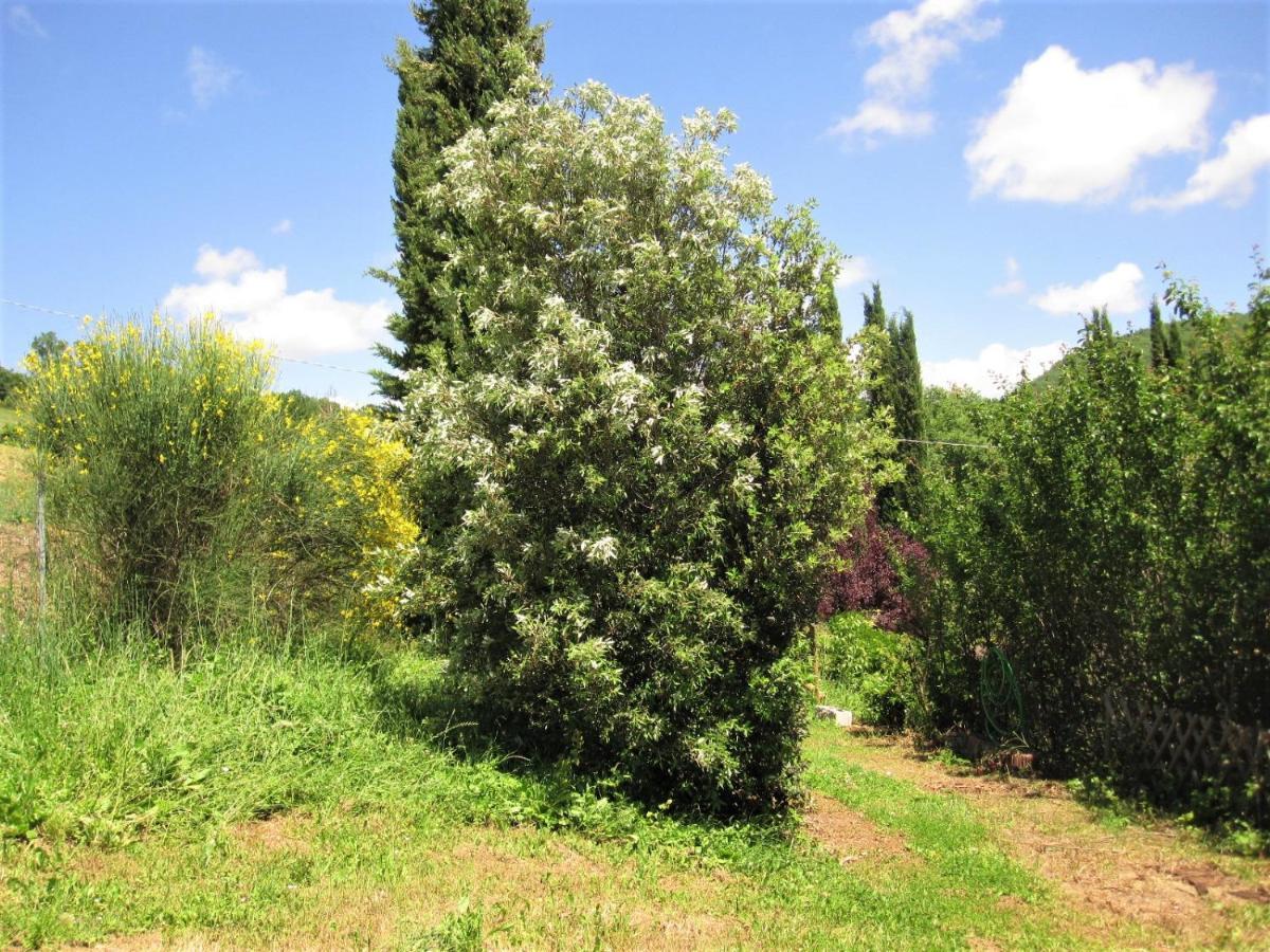 La Pietra Rara B&B Montone  Εξωτερικό φωτογραφία